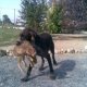 Stupendo esemplare di Drahthaar con una bella lepre cacciata dal suo Compagno di Caccia Attilio.